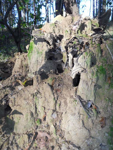 Dieser Bau steht mitten im Wald..