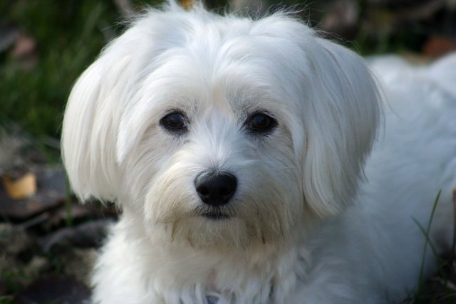 Hundebesitzer dürfen nicht vergessen, ihren Vierbeiner zu registrieren. | Foto: KK