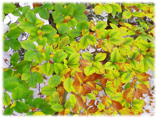 Heutiges Thema: Bunte Blätter - 80 Fotos!:-)