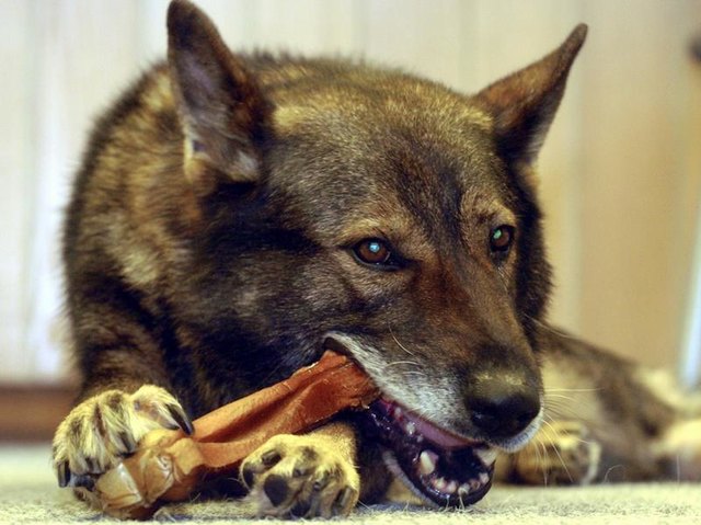 Alternativ könnten Besitzer ihrem Vierbeiner auch die Zähne putzen oder die Beläge mit dem Fingernagel wegschieben. | Foto: APA/dpa
