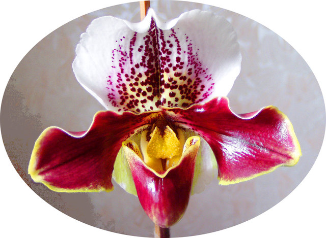 Mama hat auch schöne Pflanzen:-)