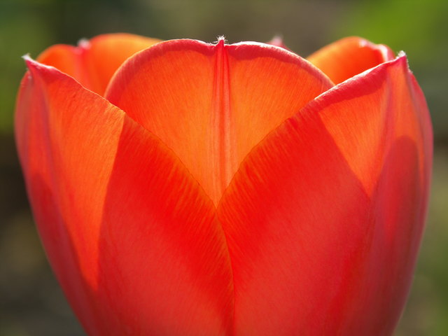 Edel und schön: Tulpenblüte. | Foto: Privat