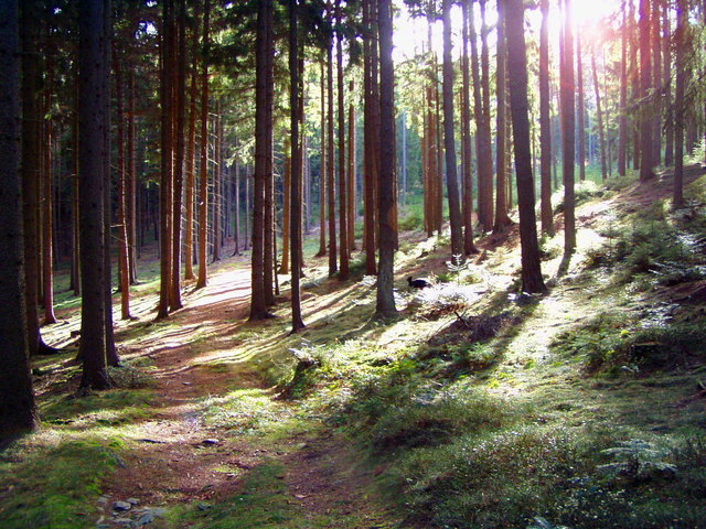 Einer meiner Lieblingswälder