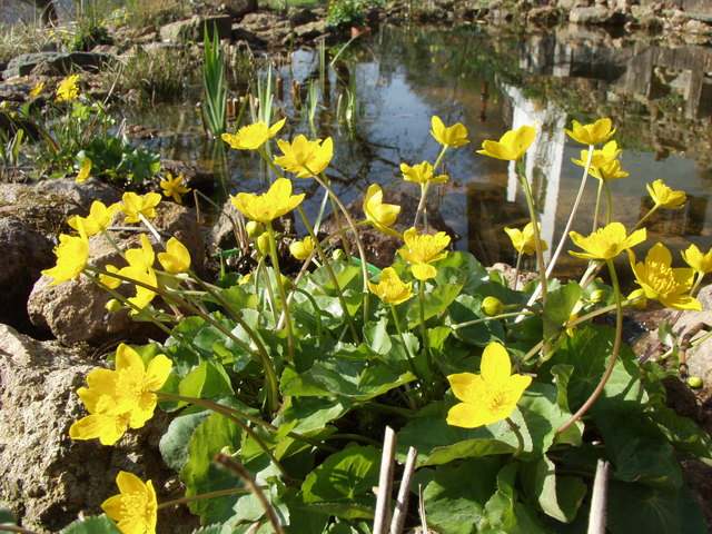 Sumpfdotterblumen am Wasserrand oder an einer feuchte Stelle im Garten breiten sich im Laufe der Zeit aus.