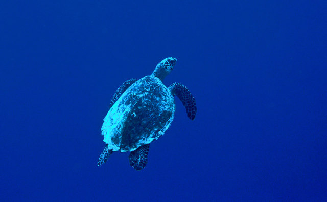 Eine Unechte Karettschildkröte schwimmt zum Atmen an die Oberfläche. (Malediven)