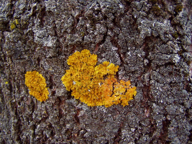 Die Gelbflechte ist charakteristisch für stark gedüngte Orte. Meist ist sie an der Borke von Laubbäumen anzutreffen, wächst bei hoher Verfügbarkeit an Nährstoffen aber auch auf Mauern, Betonplatten, Steinen oder gar auf verrostetem Blech.

Die Gewöhnliche Gelbflechte ist weit verbreitet. Sie findet sich in ganz Europa mit Ausnahme der Arktis, in Nordamerika, Asien, Afrika und Australien. (Quelle: Wikipedia)