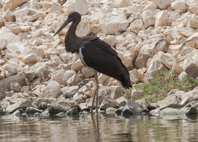 Der "Gänserndorfer Storch" machte auf seinem Weg nach Afrika Zwischenstopp in Israel. | Foto: Rohde