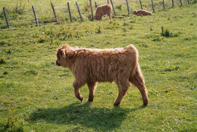 Schottische Hochlandrinder (=Highland) in den "Lowlands"