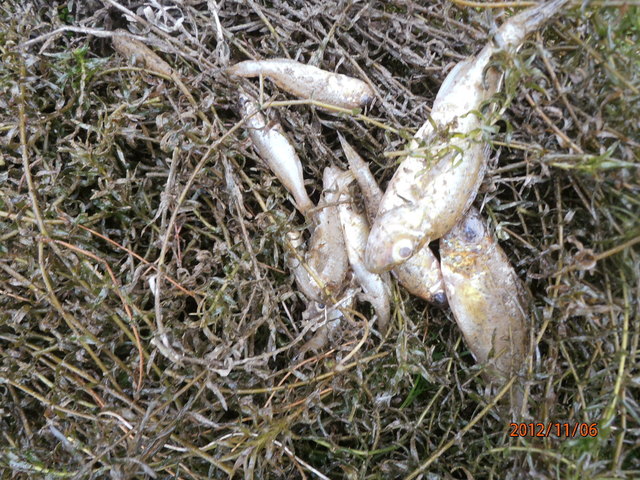 Tote Fische am Tag nach dem Hochwasser im Hafen Neudenstein