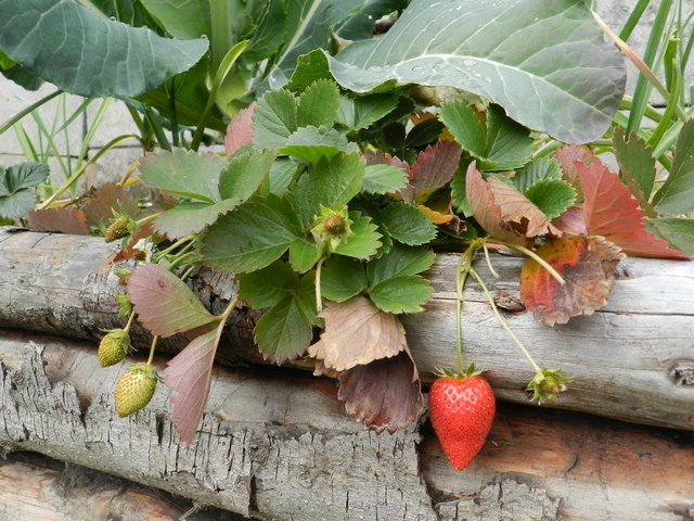 Erdbeeren am 12.11.2012