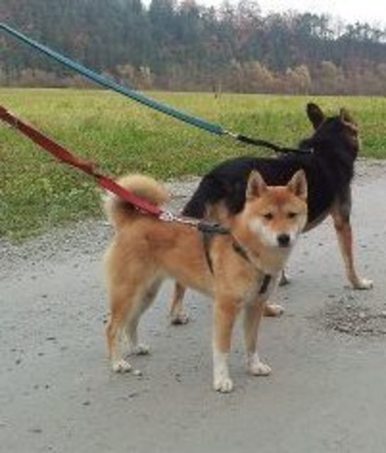 Sury ist erst acht Monate und ein Shiba Inu, welcher Kenner dieser Rasse nimmt sie in sein Heim auf?