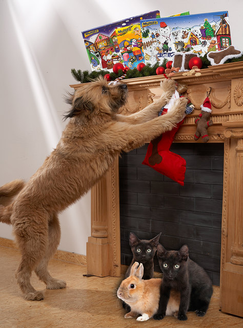 "Wuffi" kanns kaum erwarten das erste Kästchen seines Fressnapf Adventkalenders zu öffnen.