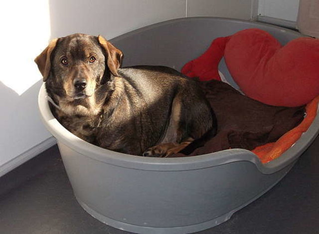 Aron versteht sich gut mit anderen Hunden, allerdings braucht er noch Nachhilfe in Erziehung.