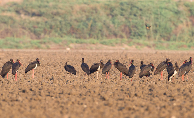 Diese Schwarzstörche aus den March-Thaya-Auen wurden in Israel entdeckt. | Foto: Birdlife Österreich
