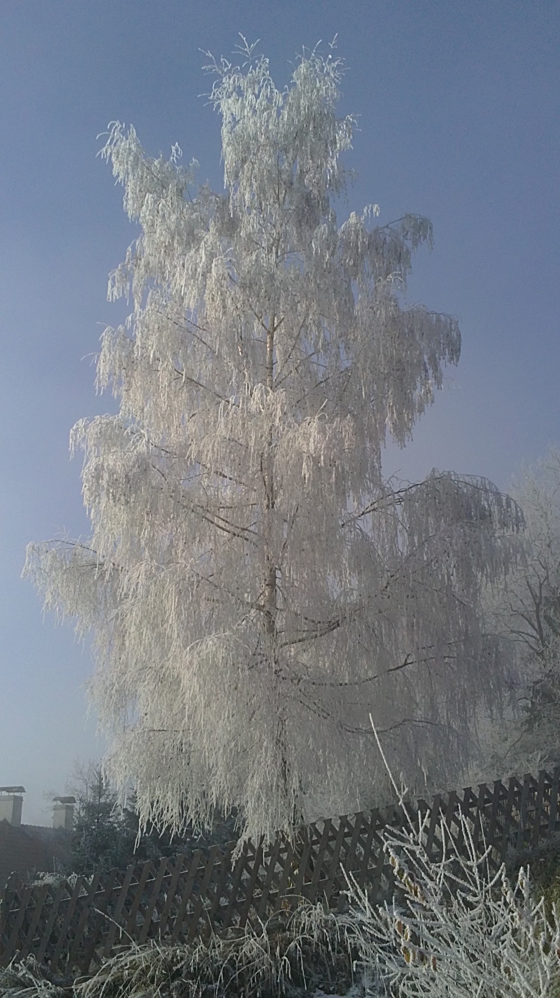 eisbaum-spittal