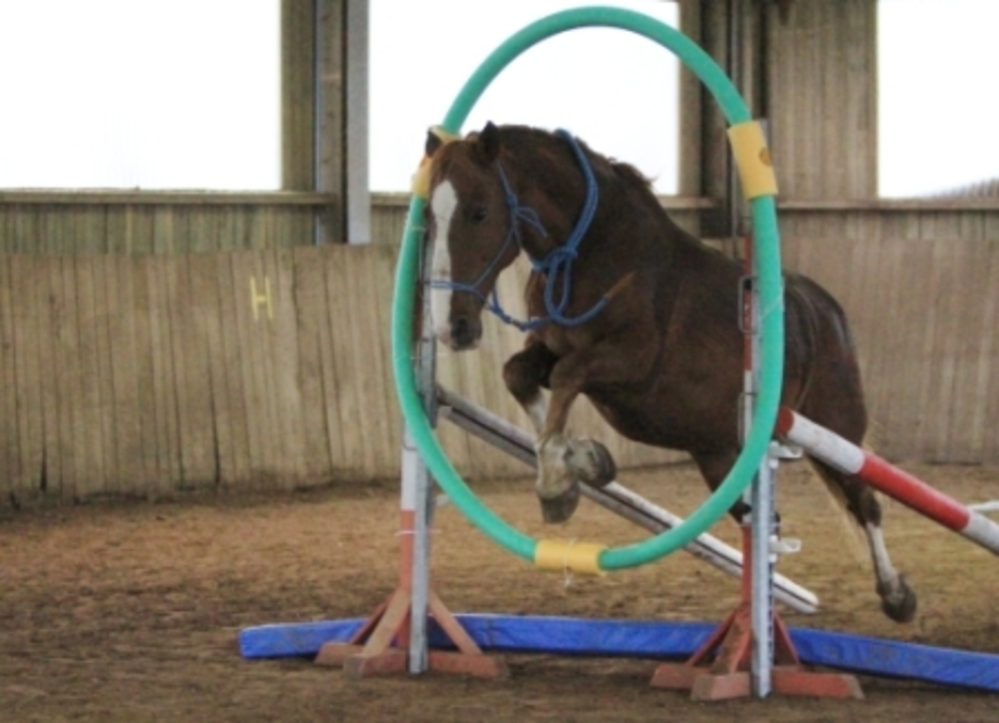 Horse Agility Kurs 26. 27.01.2013 RC Engleitenhof/ Eichgraben