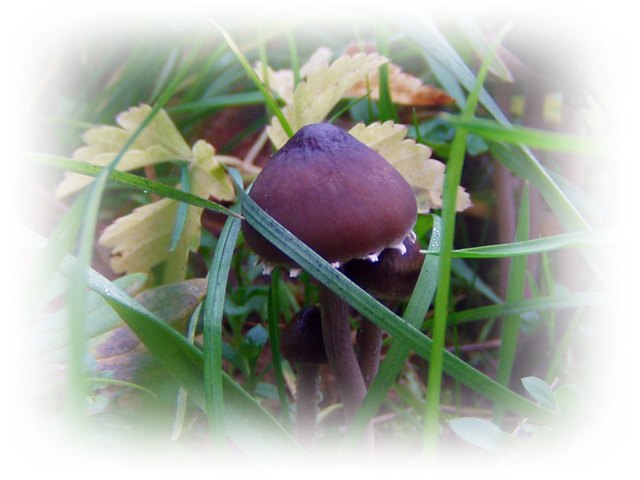 Der Schnee wird diesen zarten Pilz mit ein paar Flocken begraben...