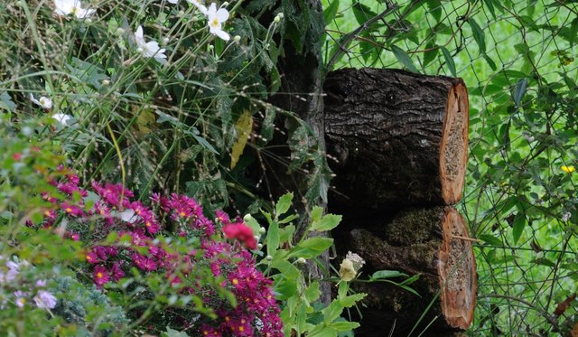 Regen- und windgeschützt aufgestellt bieten auch schon mit Schilf gefüllte Baumstämme neuen Leben.