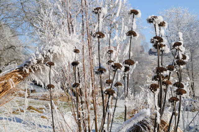 Standfeste Stauden, wie das Brandkraut, können im Winter stehenbleiben.