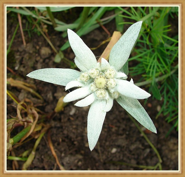 Edelweiss Thema auf meinbezirk.at