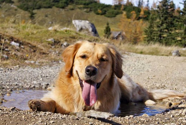 Wenn der Winter endgültig vor der Tür steht, genießt man die letzten sonnigen Tage umso mehr - wie der Hund von Andreas Adelmann.