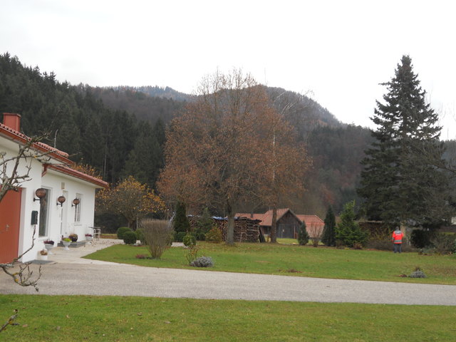 Wunderschöner Baum !