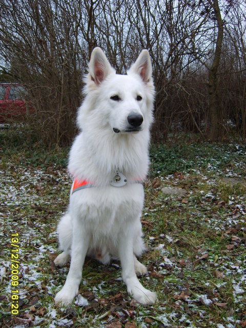 Blindenführhund Sly