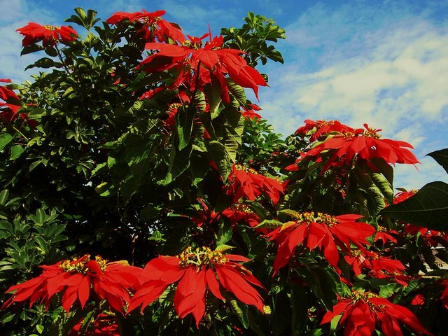Weihnachtssterne wachsen in Gran Canaria wild am Straßenrand bis zu 2 Meter Höhe.