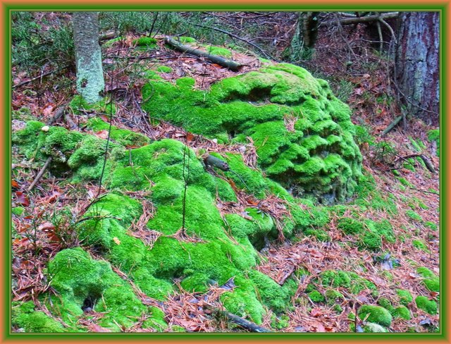 16.12. - so grün und saftig wie im Frühling