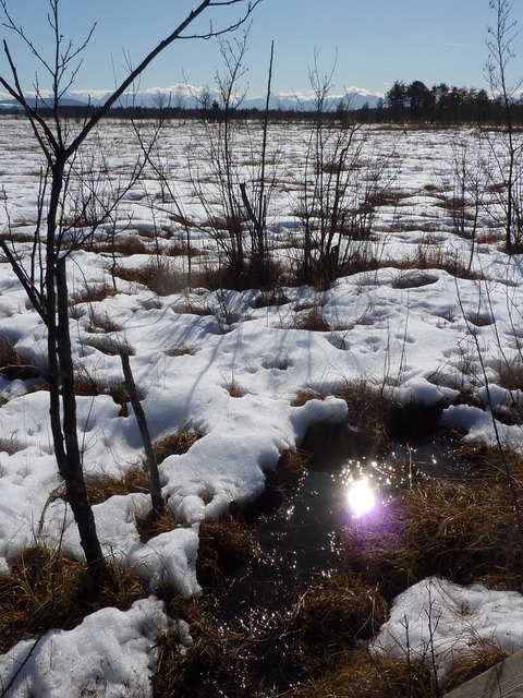 Auch im Winter bezaubert das Ibmer Moor durch seine beeindruckende Natur. | Foto: Wimmer