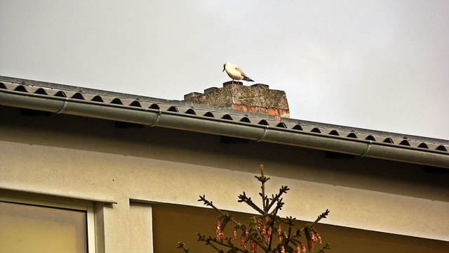 Kommt er beim Rauchfang, der Weihnachtsbaum steht doch schon da???