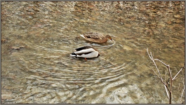 wird sie verschwunden sein wenn ich meinen Kopf aus dem Wasser strecke??