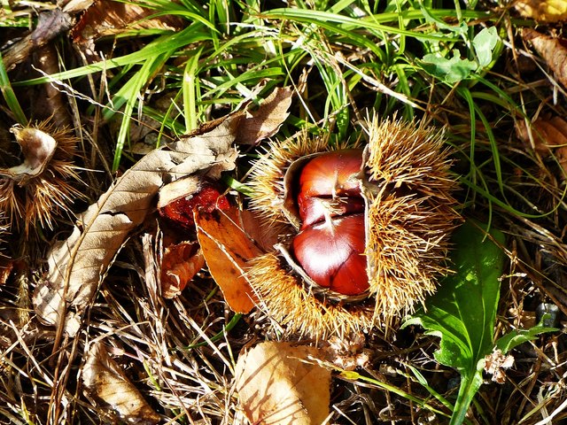 Eine Maroni, frisch vom Baum gefallen und noch in ihrer stacheligen Hülle.
