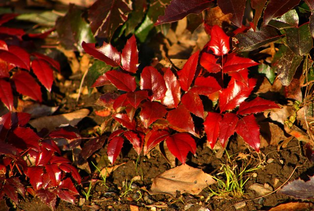 Mahonia am 27.12.