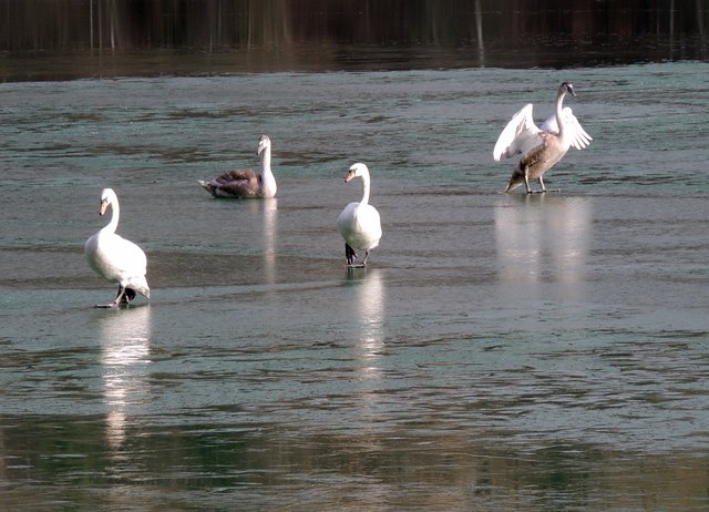 Schwanenfamilie auf der Suche nach Futter ...