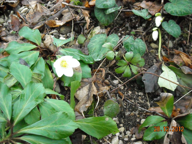 Schneerose