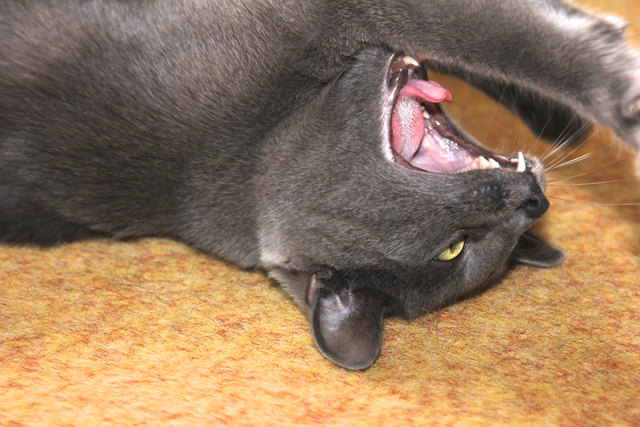 ... wünschen euch meine Katze "Lilly" und ich natürlich auch.