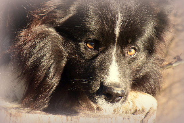 Ich hoffe, ihr habt diese Feingehör-verachtende Knallerei der letzten Nacht alle ohne größeren Schaden überstanden! Ich wünsche euch ein wundervolles Hundejahr mit viel Streicheleinheiten, Leckerlis und ausgiebigen Spaziergängen!!! Wuff, wuff MOMO