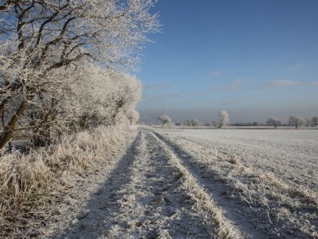 Der lange Frost im Jänner und Februar 2012 setzte den Kulturen stark zu.