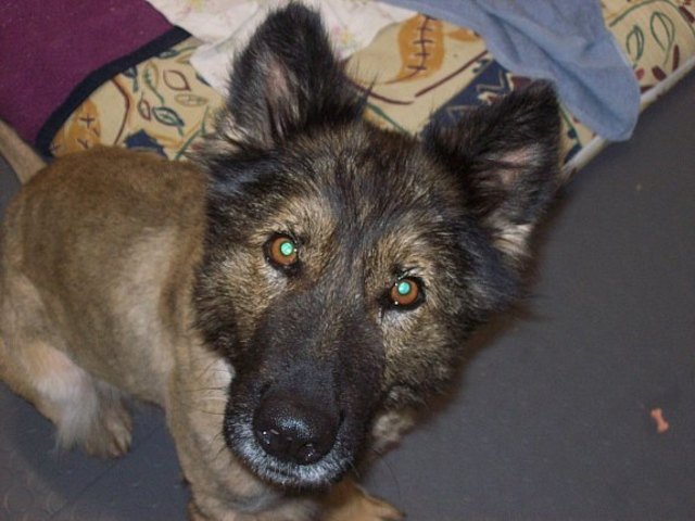 Die einjährige Collie Schäfermix Hündin Felicity hat in ihrem kurzen Leben viel böses erlebt. Jetzt möchte sie von Tierfreunden verwöhnt werden.