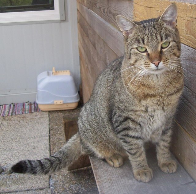 Kater Mike ist ein besonderer Charmeur, aber der anschmiegsame Tiger wird wegen seiner Farbe nicht beachtet.