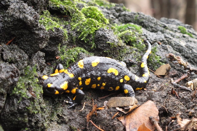 Feuersalamander im Wienerwald