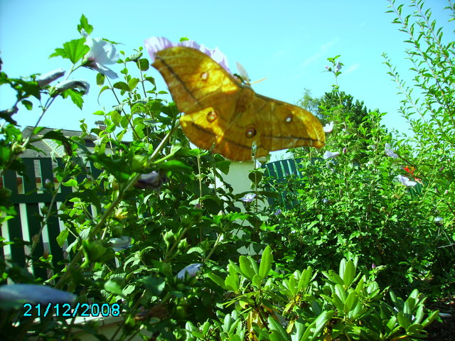 Dieses Bild wurde im Sommer 2012 im Garten von Fam.Hammerl in Wartmannstetten aufgenommen
