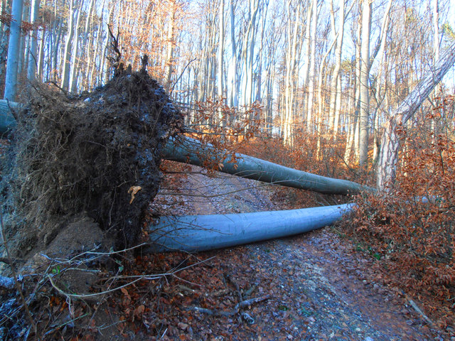 Bei Sturm ist der Wald nicht ungefährlich!!!