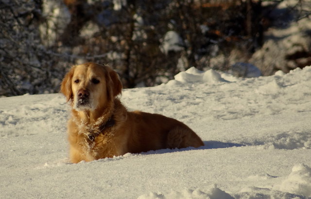 ....unser Hund in sein Lieblingselement