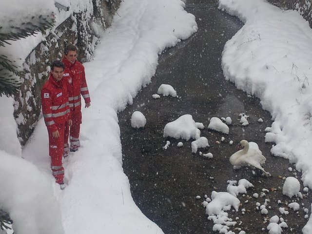 Zivildiener einmal im Dienst am Tier statt am Menschen: Sebastian Braun (vorne), Florian Havel (hinten),
mit dem verletzten Schwan im Bach. | Foto: RK Klosterneuburg