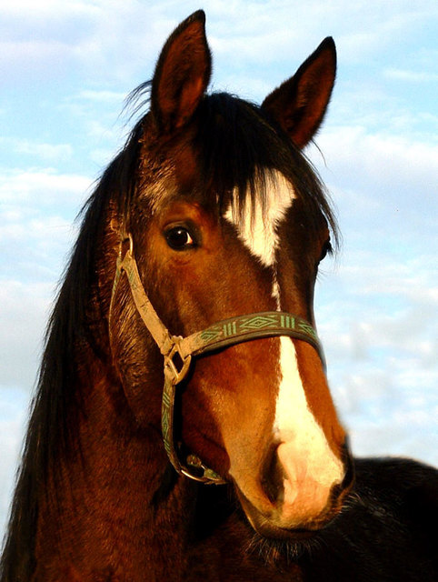 Aloe Vera fr unsere Tiere; Teil 3 - Wiener Neustadt