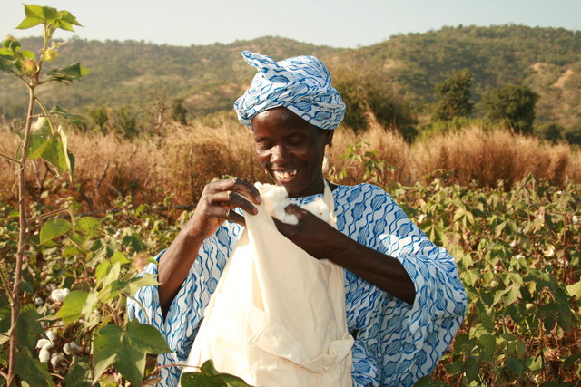 In Senegal wird Fairtrade-Baumwolle gepflückt.