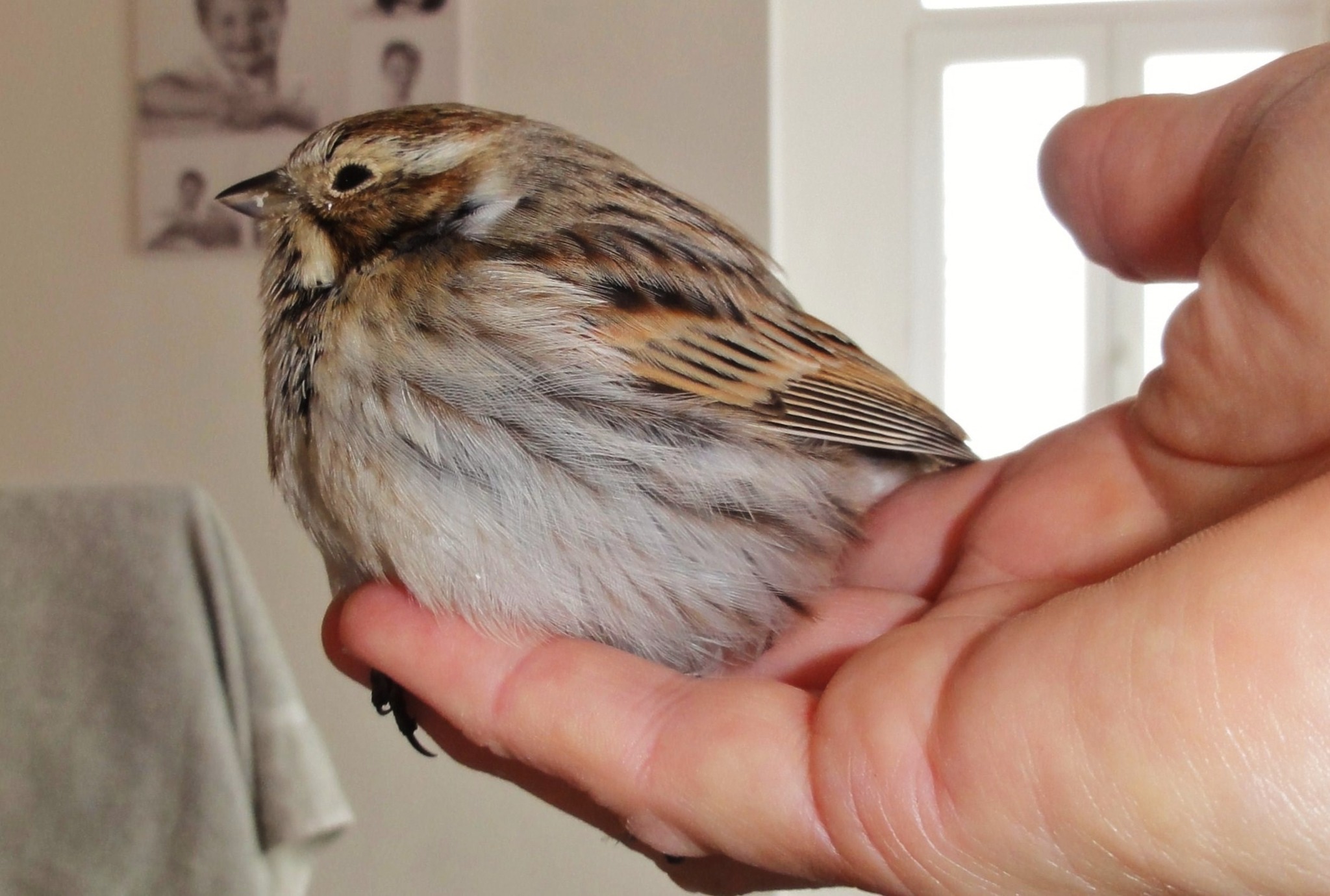 columbo ein spatz in der hand