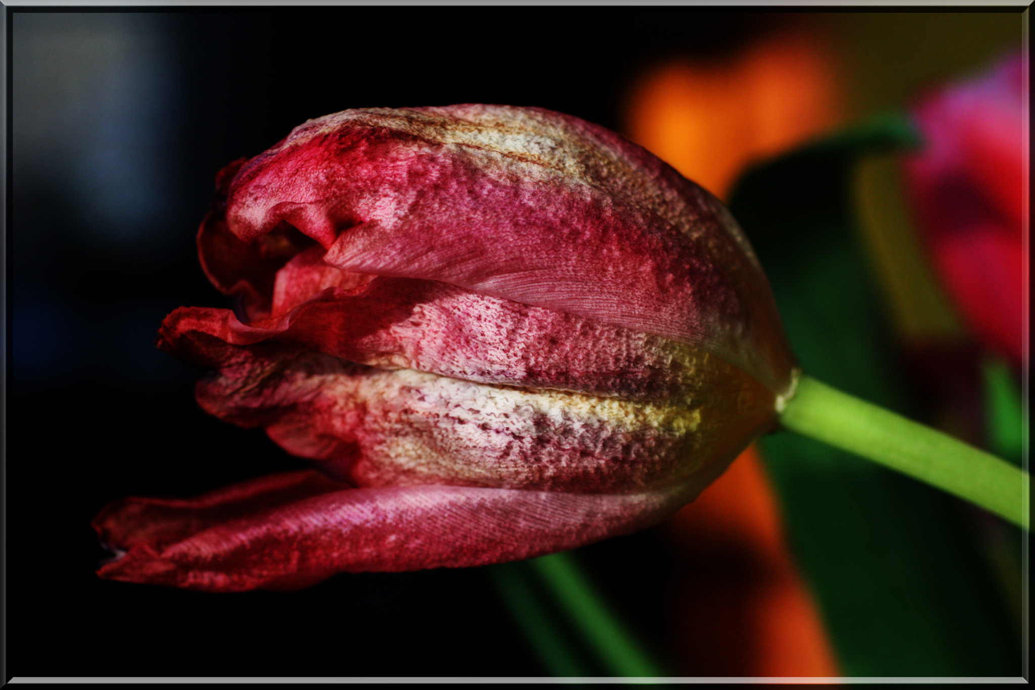 Verblühte Tulpe - Flachgau